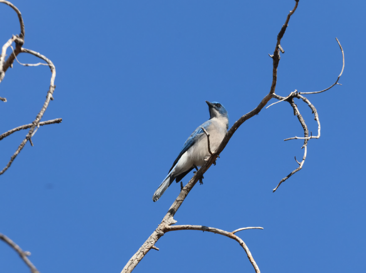 Mexican Jay - ML616234134