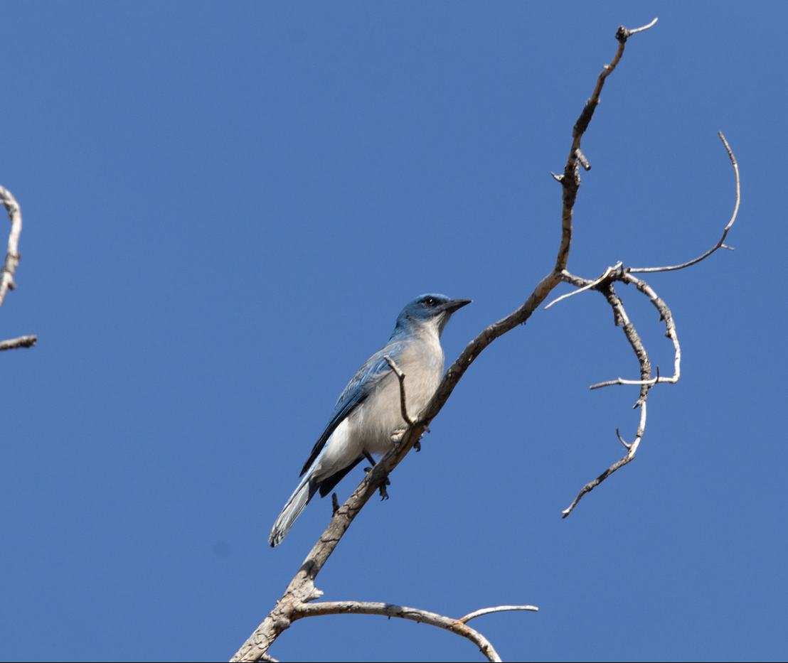 Mexican Jay - ML616234146