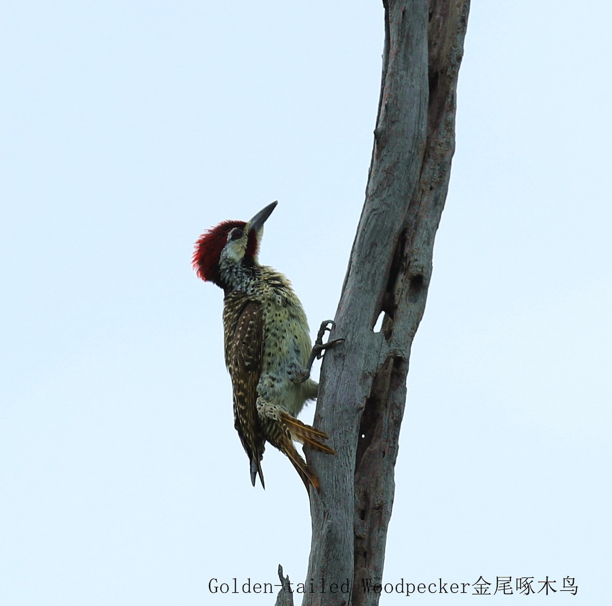 Bennett's Woodpecker - Qiang Zeng