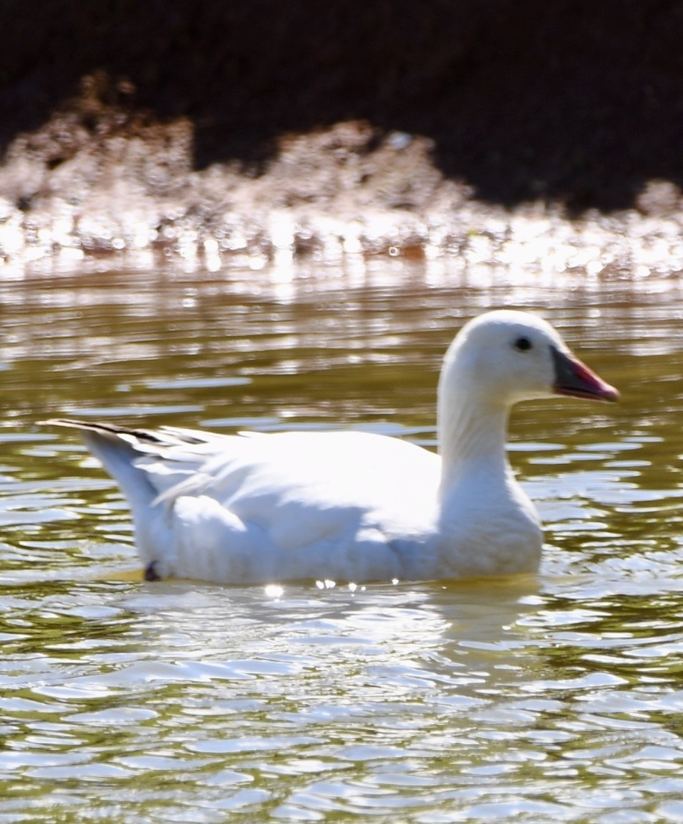 Snow x Ross's Goose (hybrid) - ML616234220