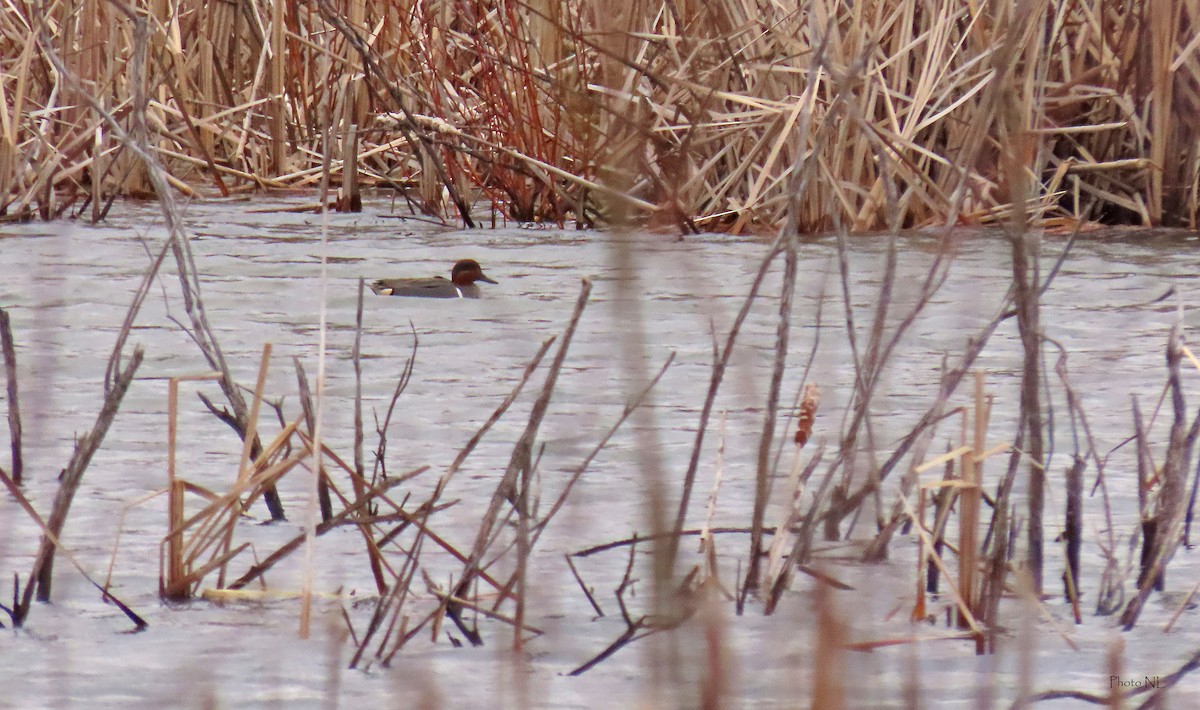 Green-winged Teal - ML616234335