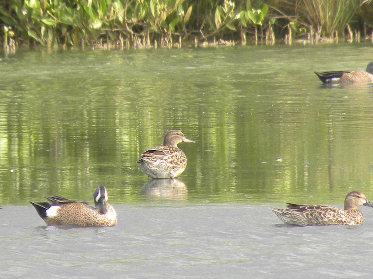 Green-winged Teal - ML616234464