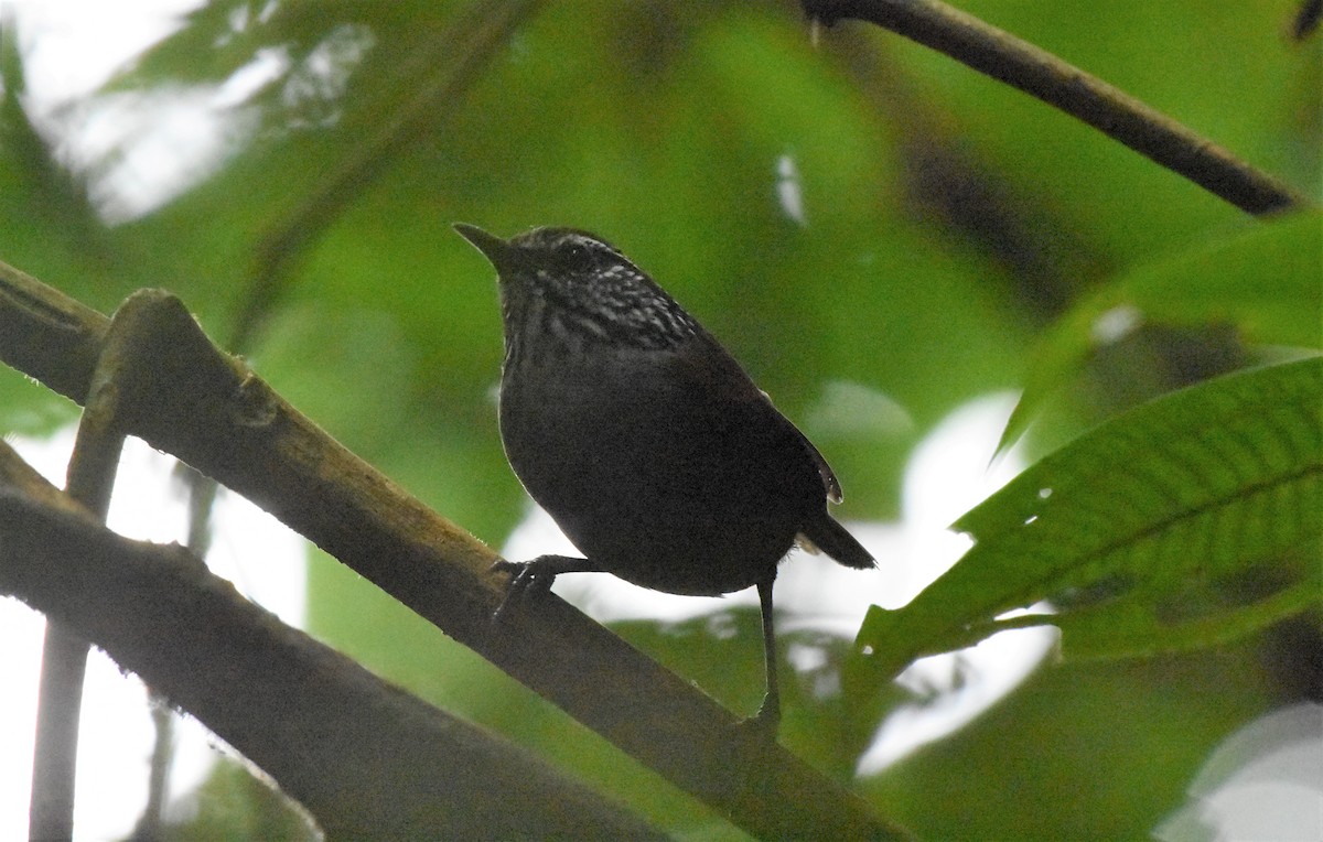 Gray-breasted Wood-Wren (Central American) - ML61623451