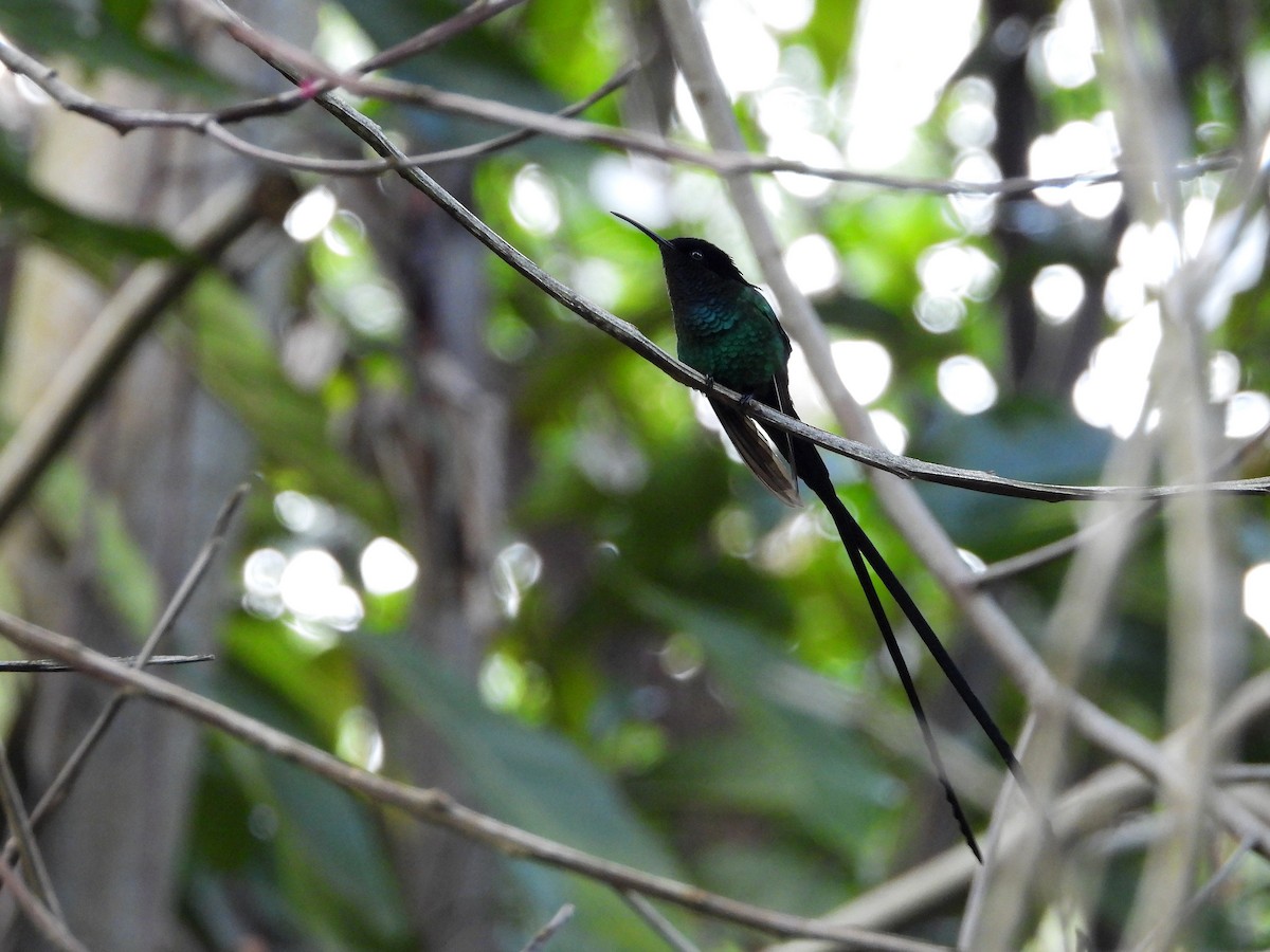 kolibřík černozobý - ML616234786