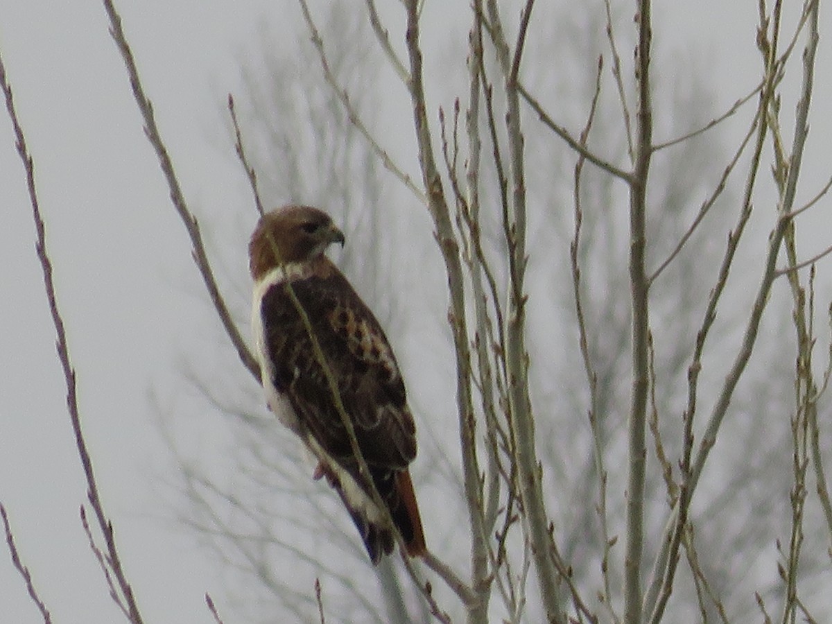 Red-tailed Hawk - ML616235005