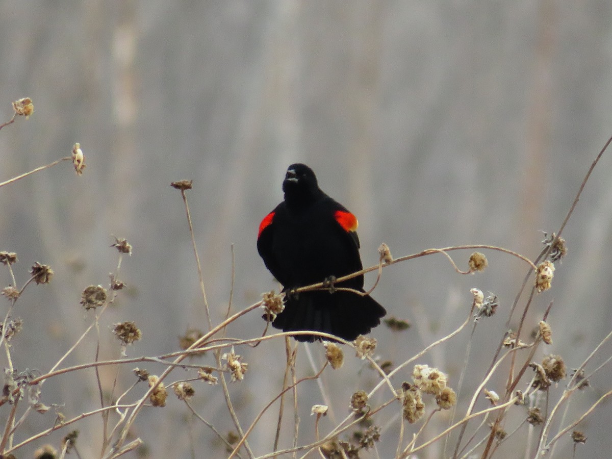 Red-winged Blackbird - ML616235018