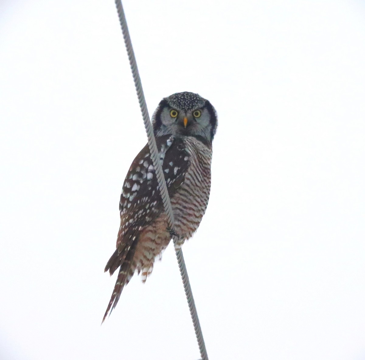 Northern Hawk Owl - ML616235107