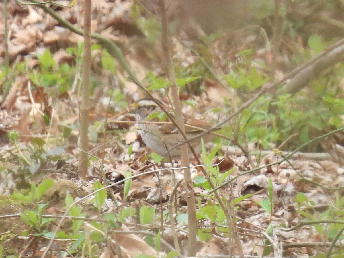 White-throated Sparrow - ML616235142