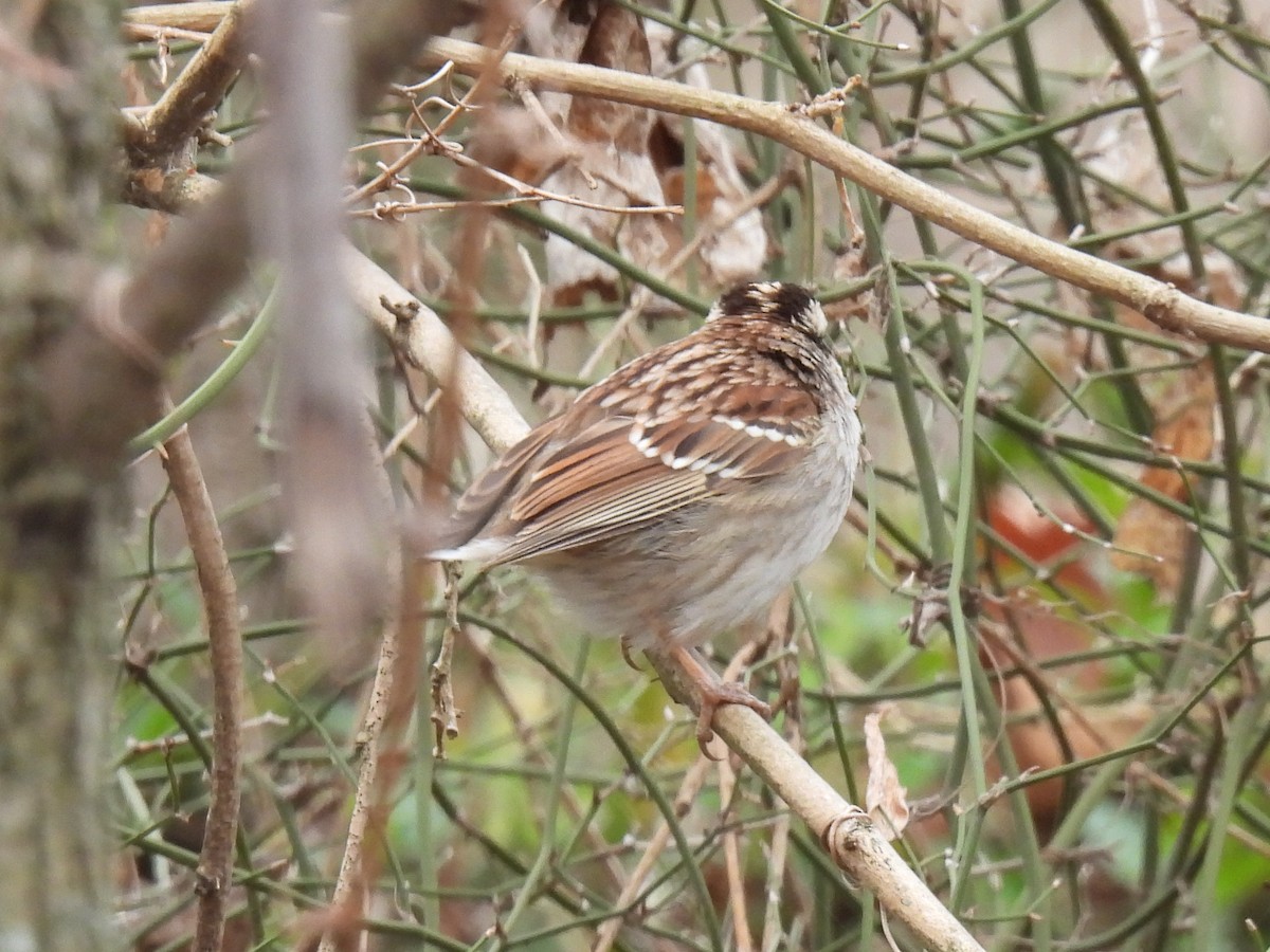 White-throated Sparrow - ML616235143
