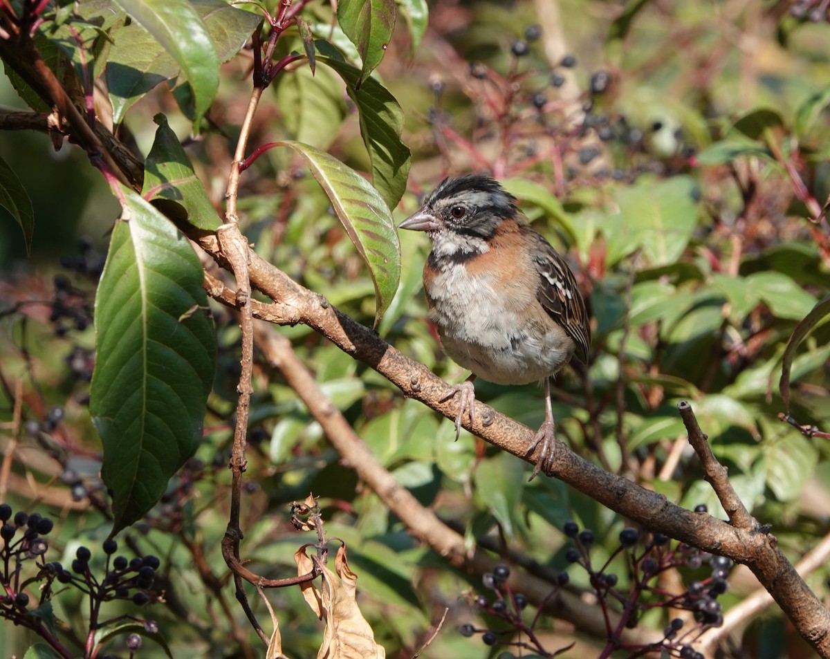 Rufous-collared Sparrow - ML616235179
