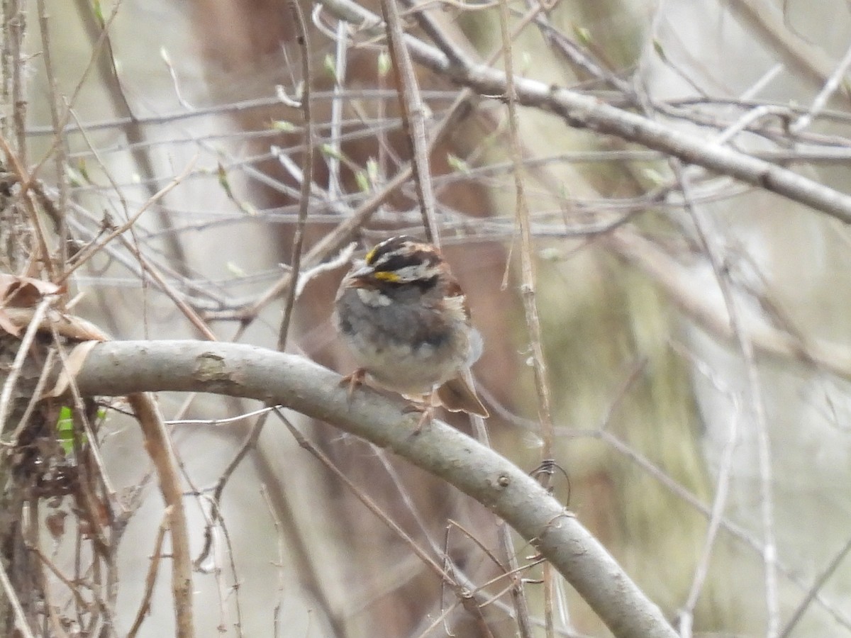 White-throated Sparrow - ML616235180