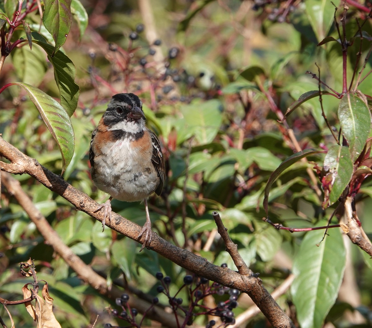 Rufous-collared Sparrow - ML616235248