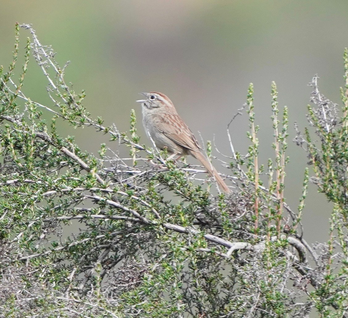 Rufous-crowned Sparrow - Jim Crumpler