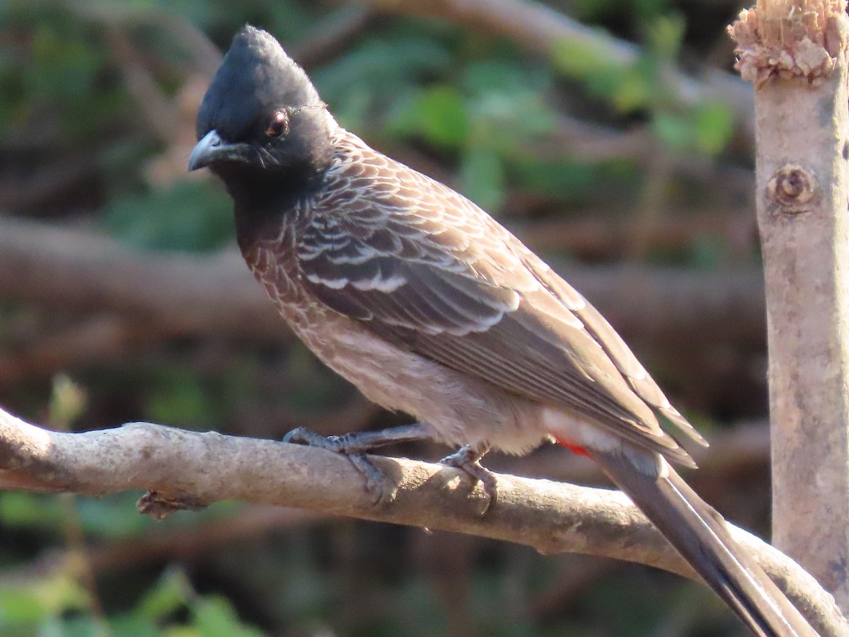 Red-vented Bulbul - ML616235334