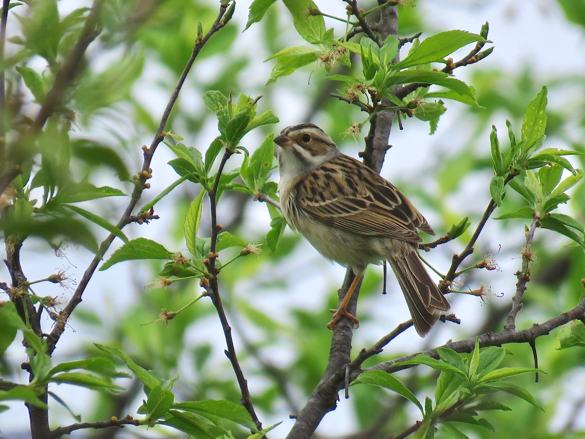 Clay-colored Sparrow - ML616235676