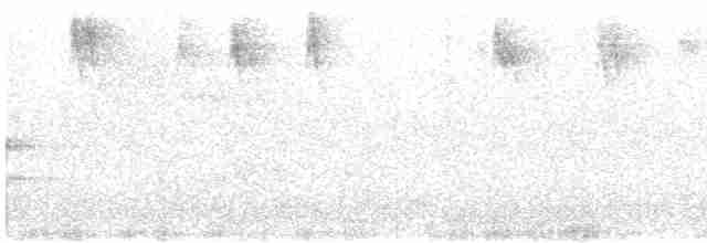 Тауї плямистий - ML616235709