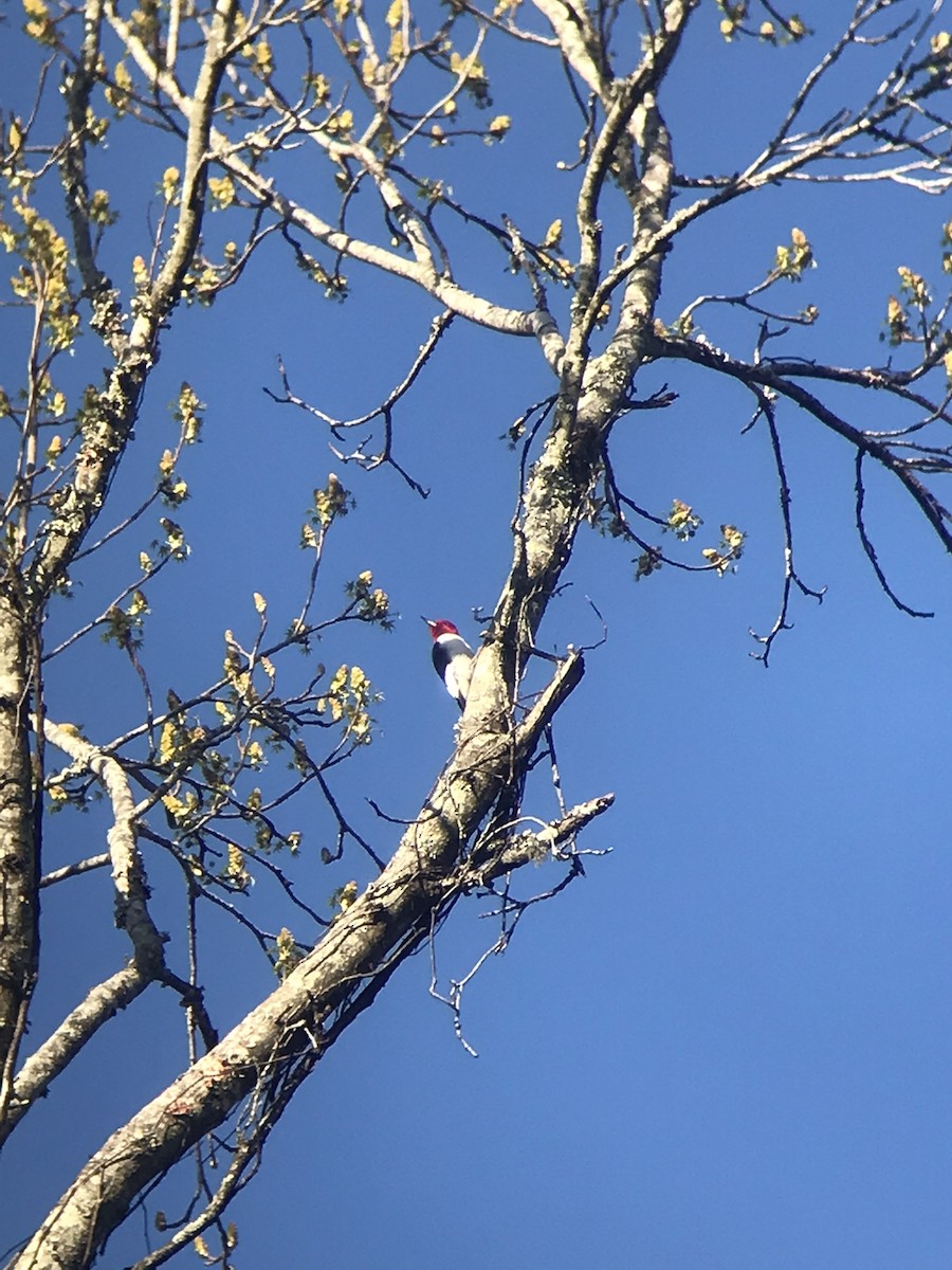 Red-headed Woodpecker - ML616235870