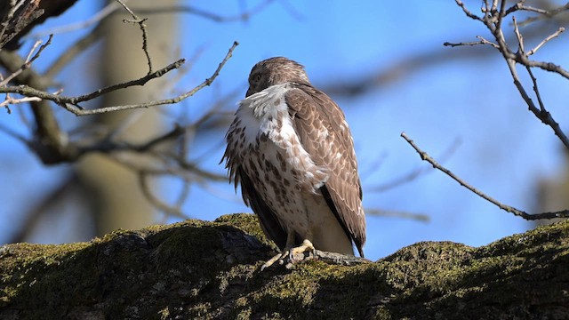 Red-tailed Hawk - ML616235881