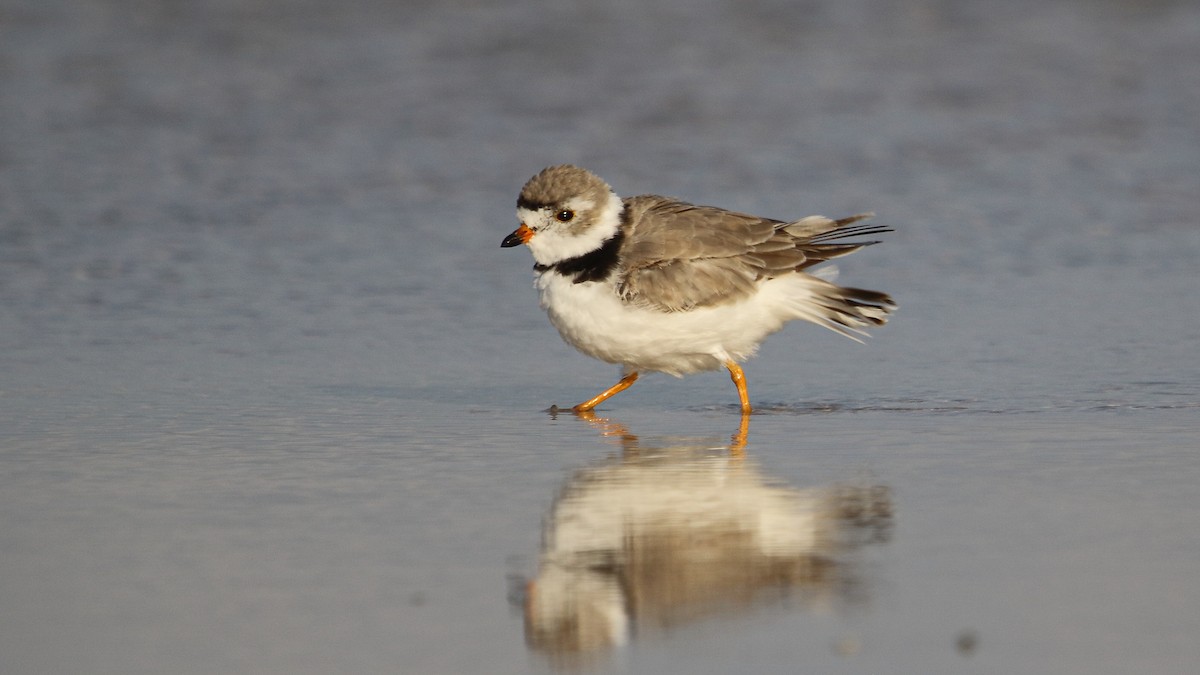 Piping Plover - ML616236016