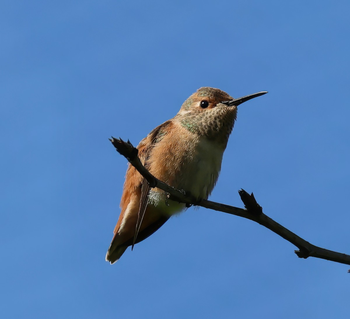 Allen's Hummingbird - ML616236068
