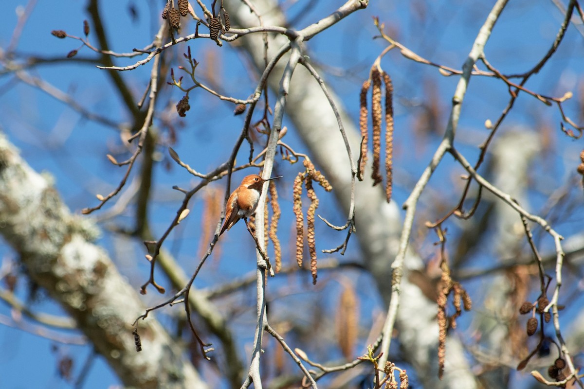 Rufous Hummingbird - ML616236134