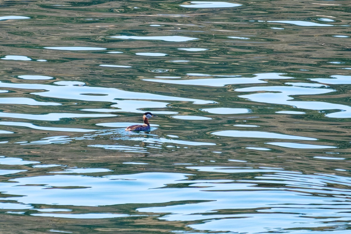 Red-necked Grebe - ML616236276