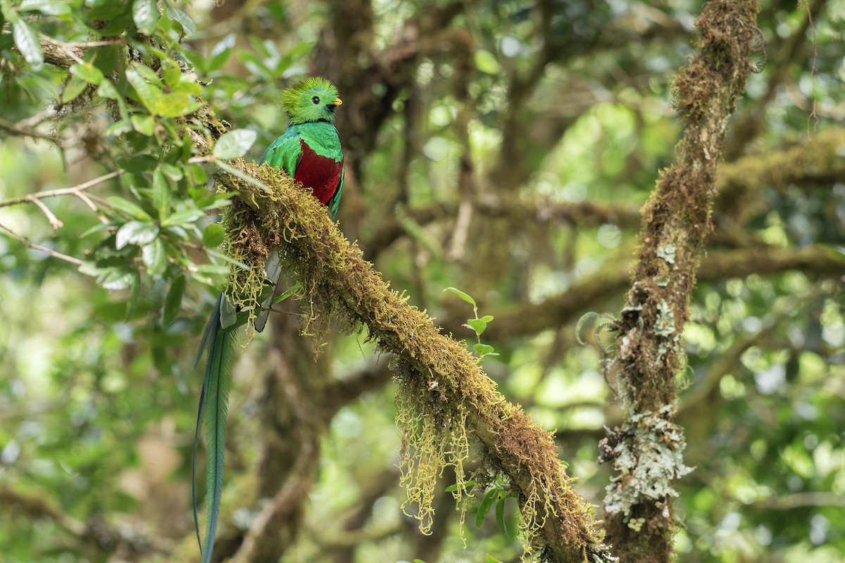 Resplendent Quetzal (Costa Rican) - ML616236312