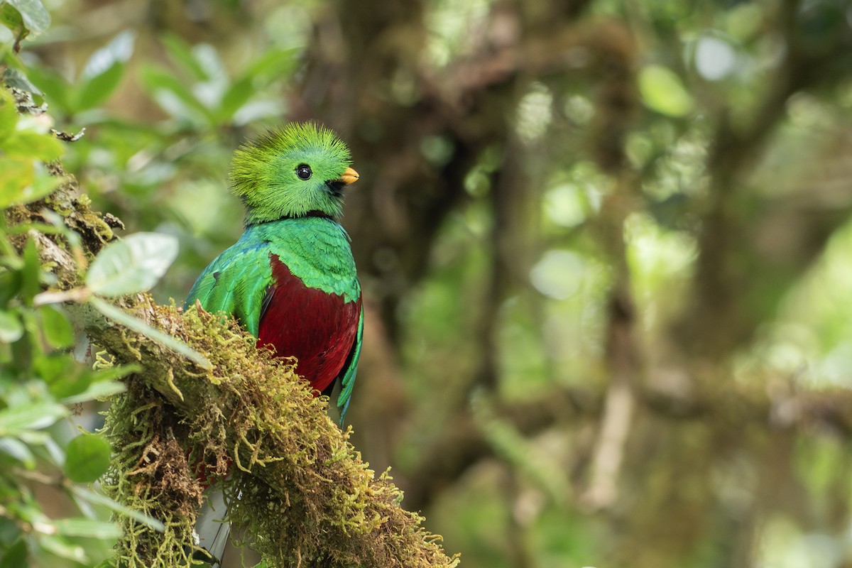 Quetzal Guatemalteco (costaricensis) - ML616236313