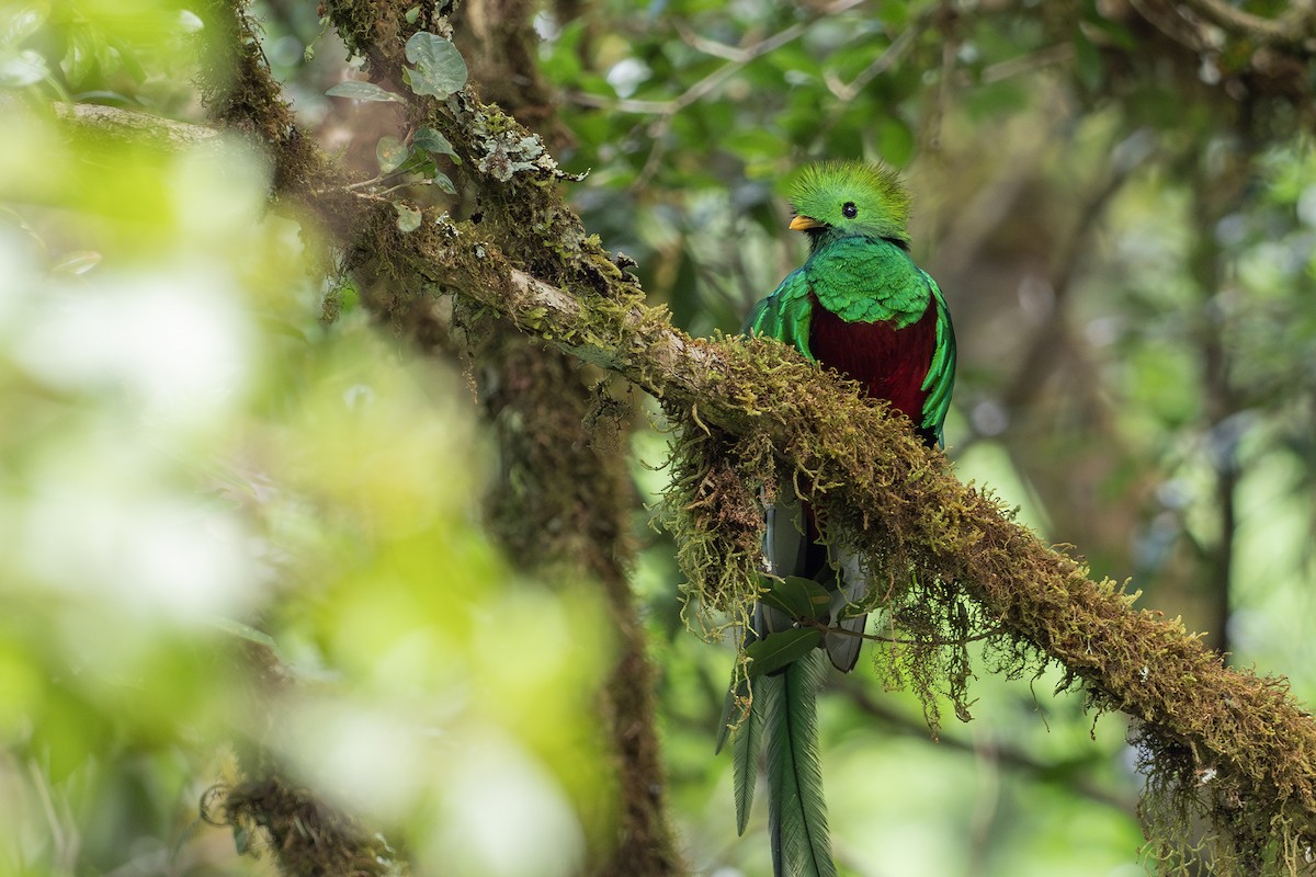 Resplendent Quetzal (Costa Rican) - ML616236314
