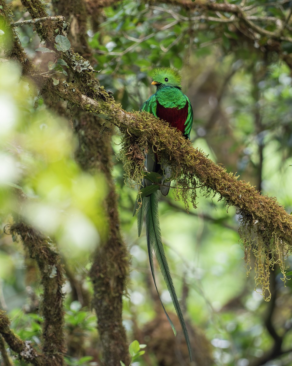 Resplendent Quetzal (Costa Rican) - Joshua Covill