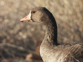 Greater White-fronted Goose, ML616236510