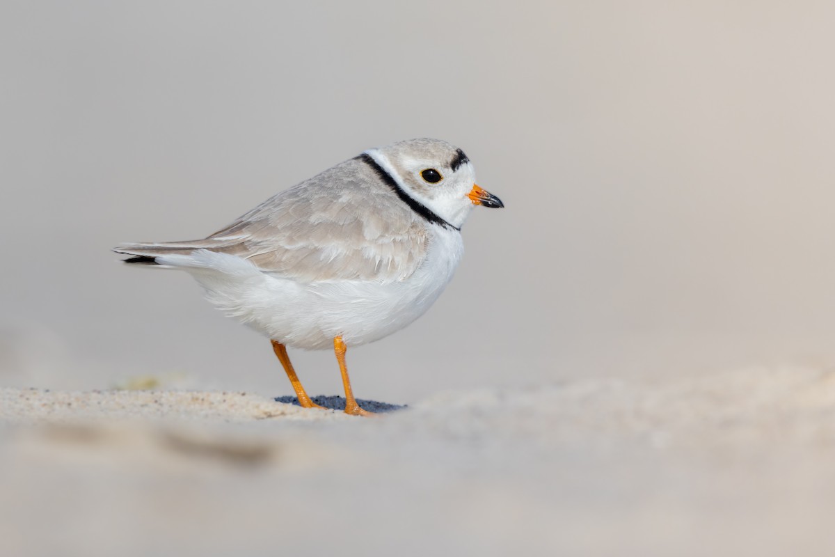 Piping Plover - ML616236588