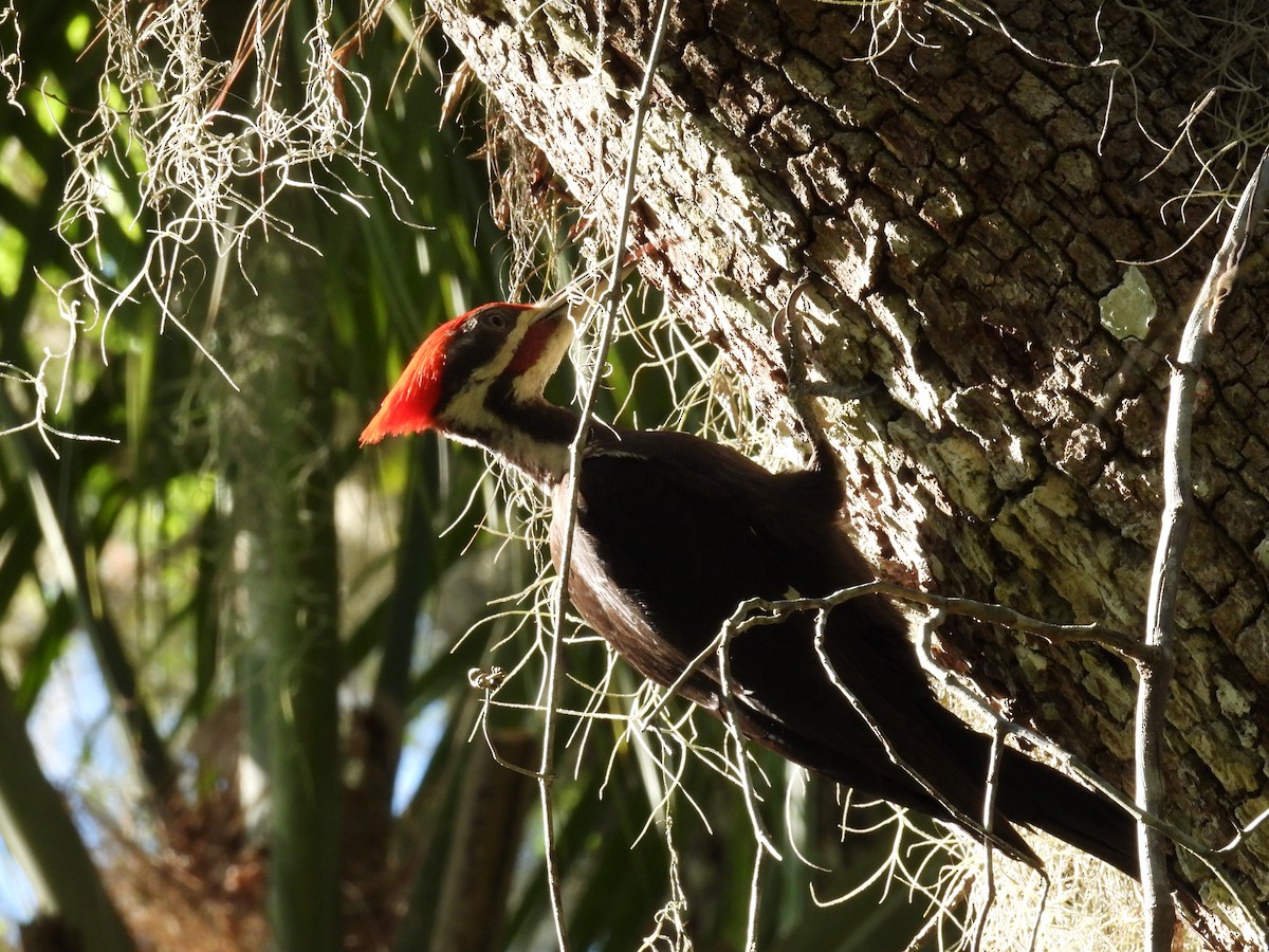 Pileated Woodpecker - ML616236637