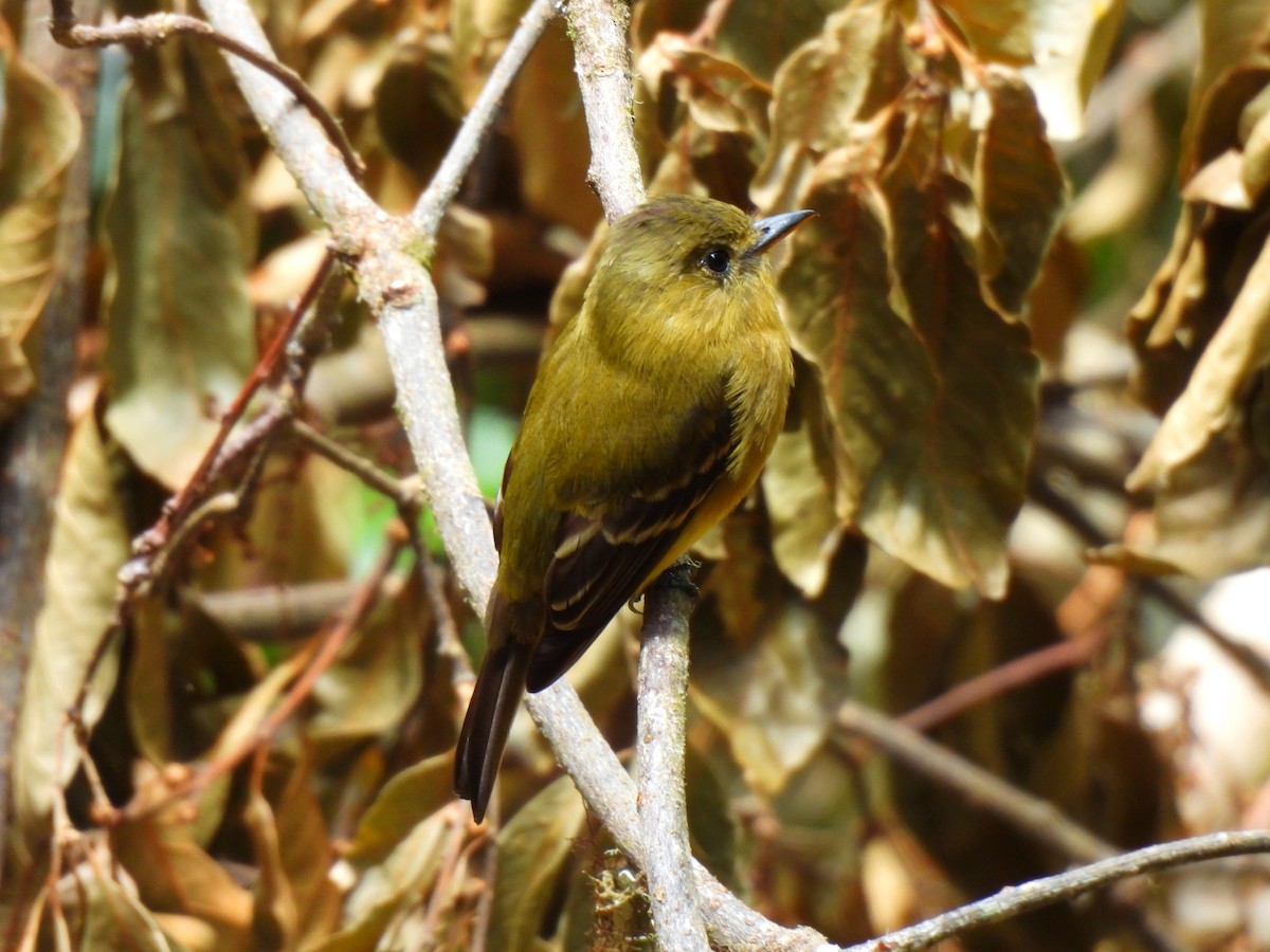 Ochraceous Pewee - ML616236762