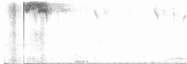 hvitkragefrøeter - ML616236948
