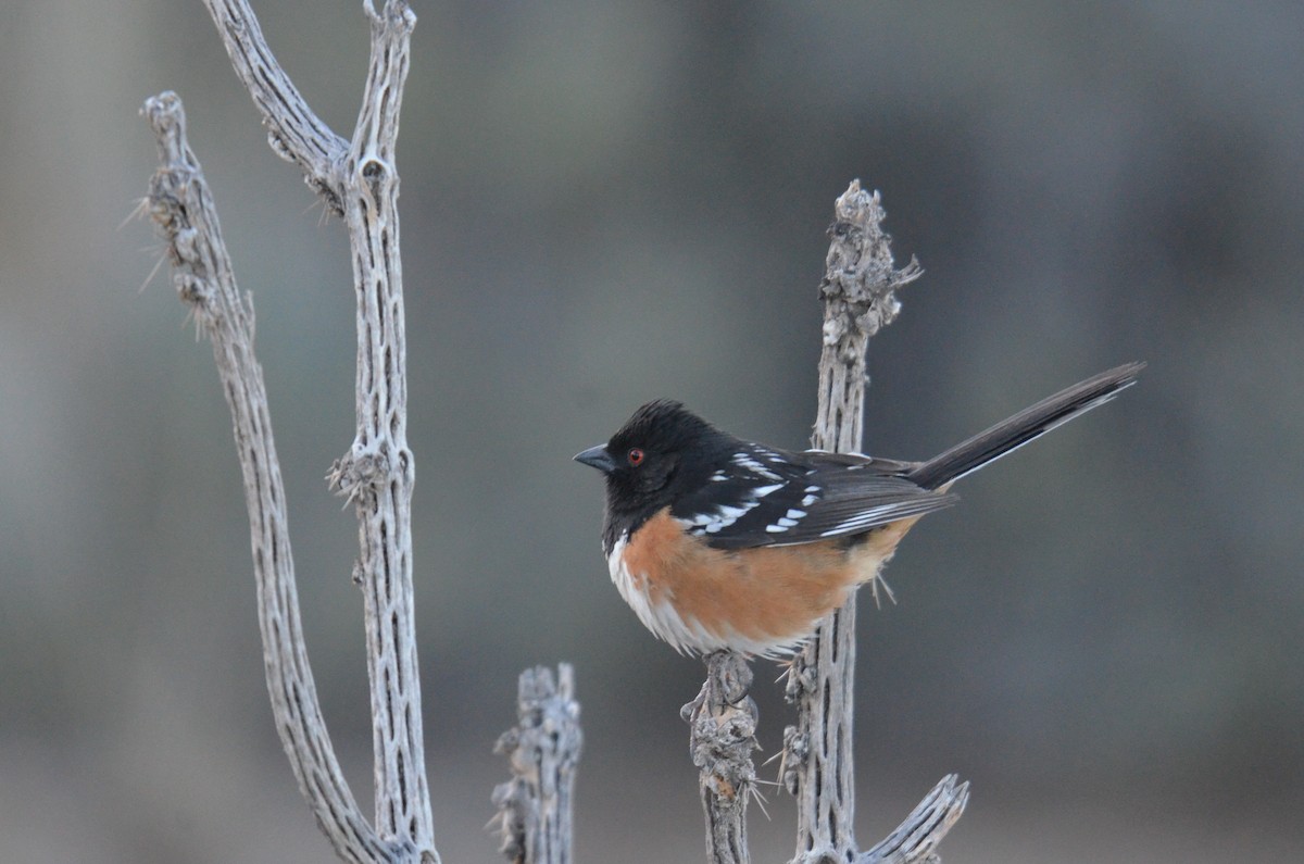 Spotted Towhee - ML616236965