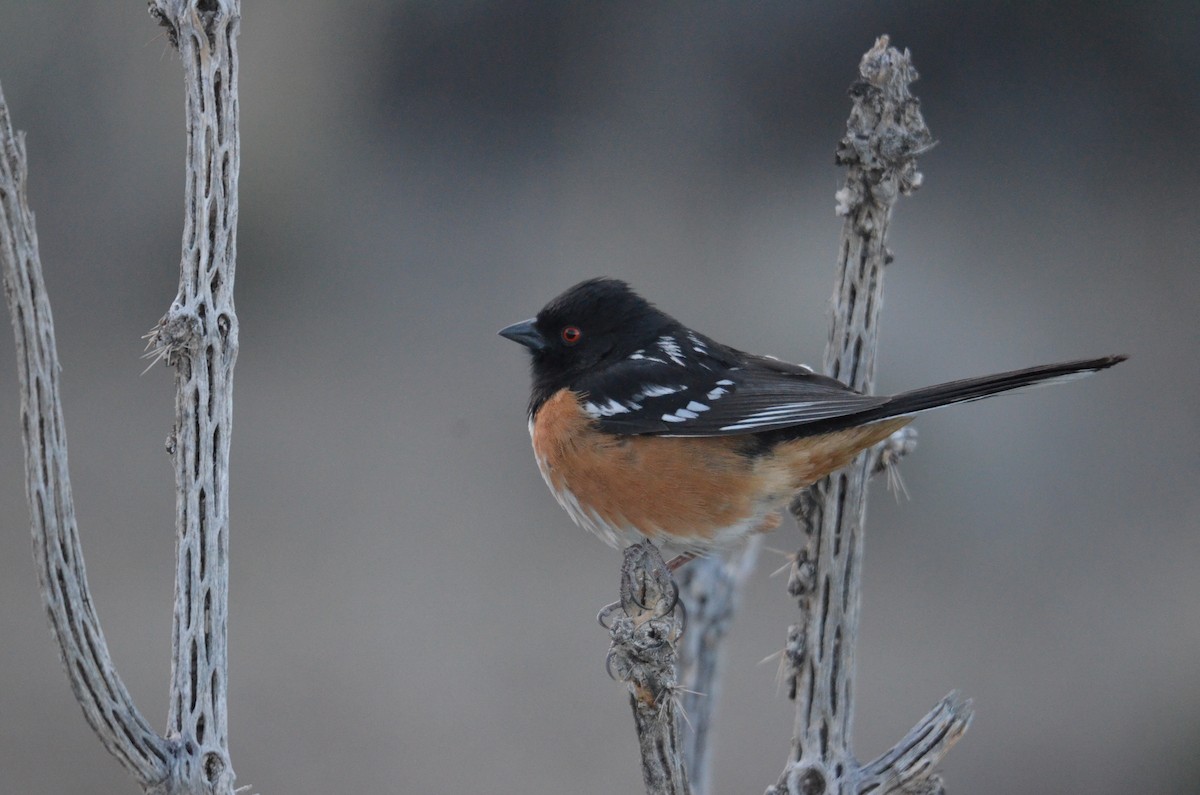 Spotted Towhee - ML616236966