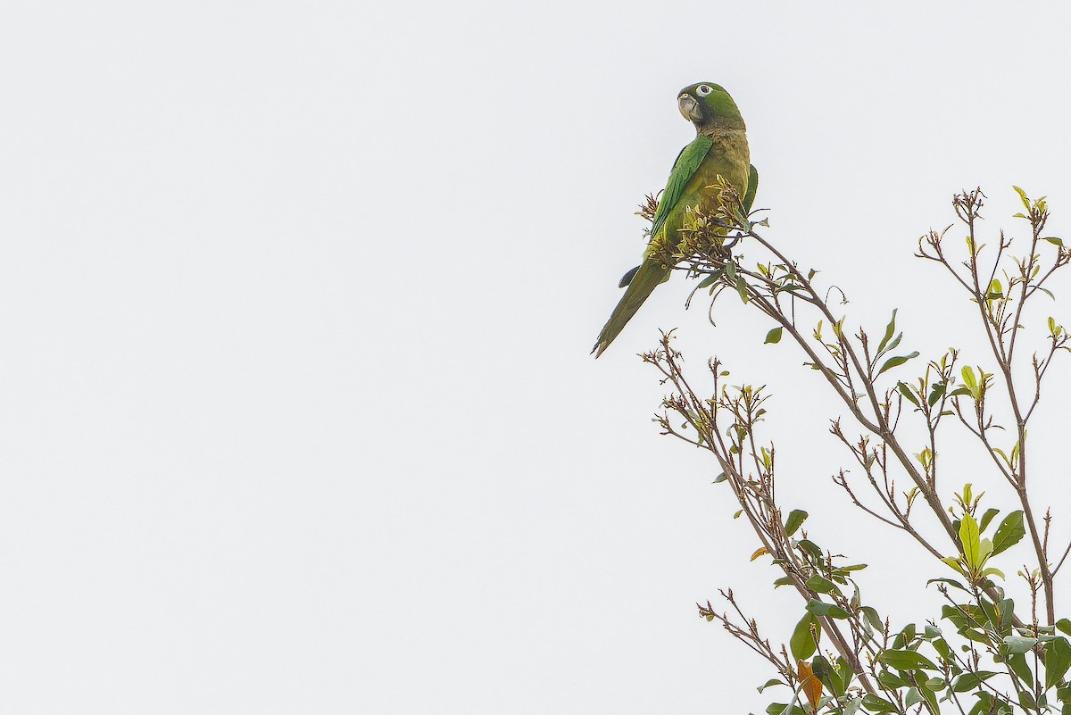 Olive-throated Parakeet - Joachim Bertrands
