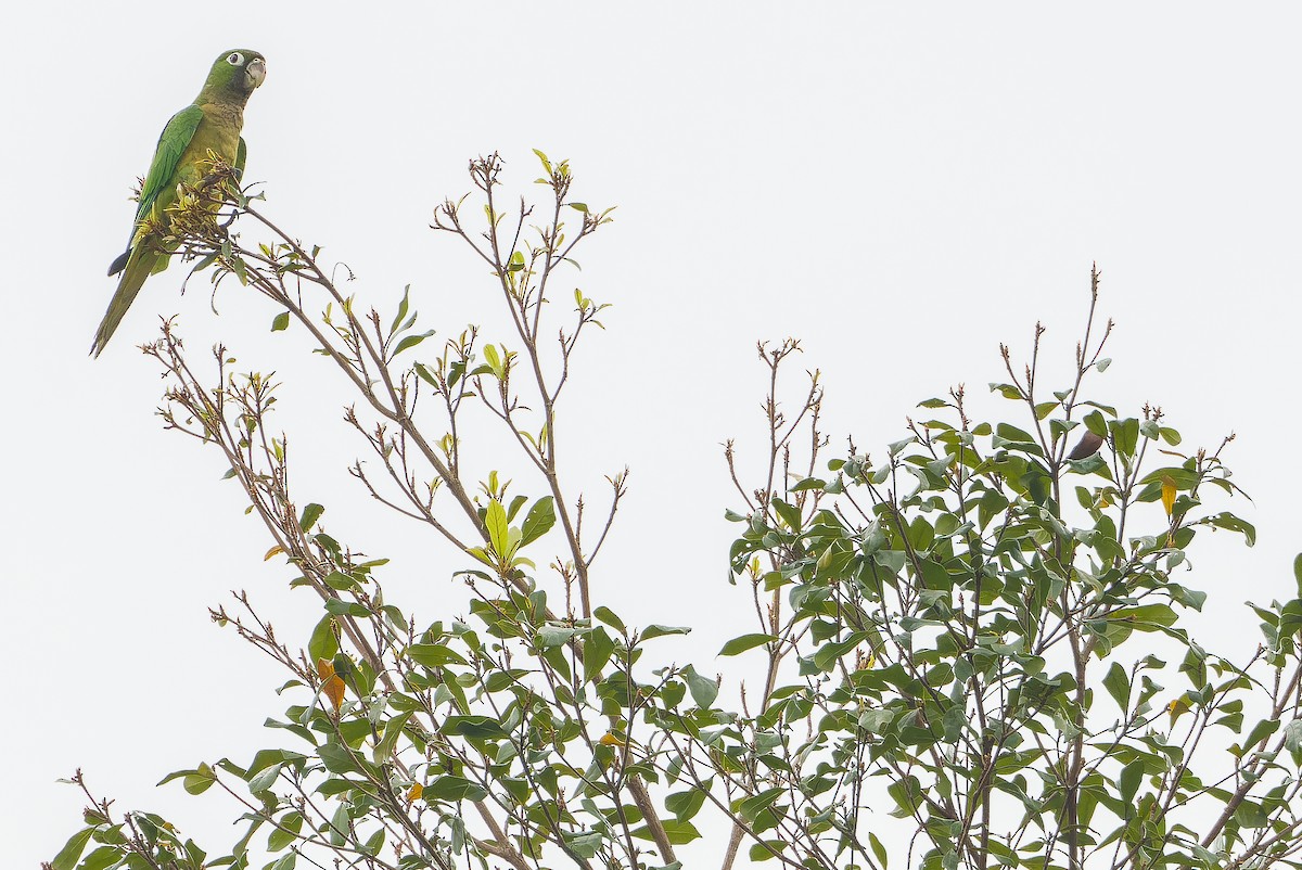 Olive-throated Parakeet - Joachim Bertrands