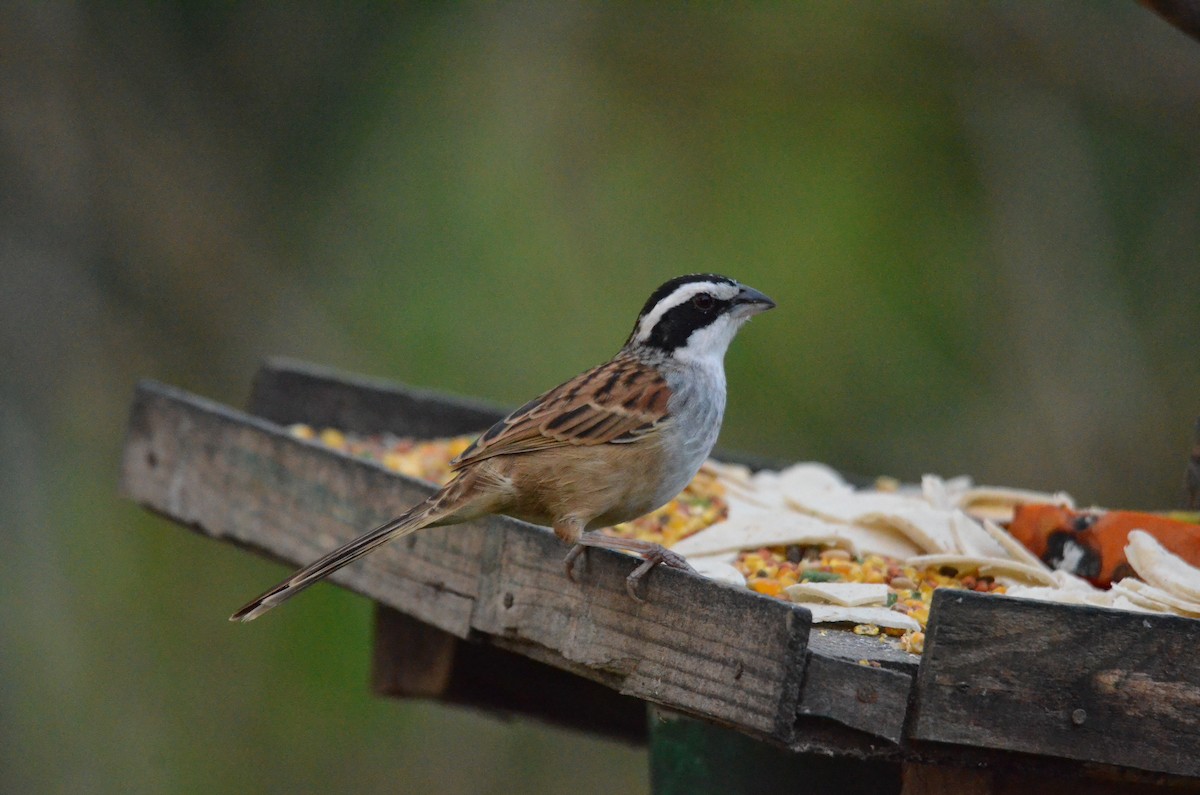 Stripe-headed Sparrow - ML616237127