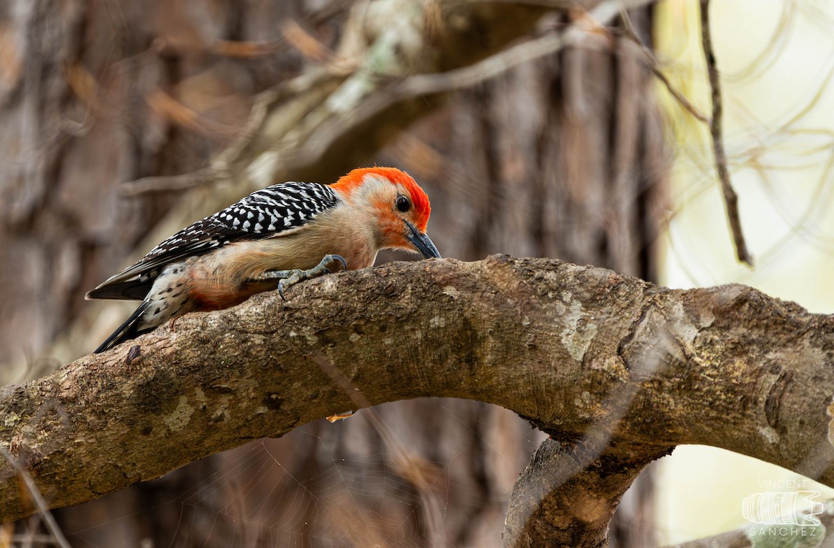 Red-bellied Woodpecker - ML616237172