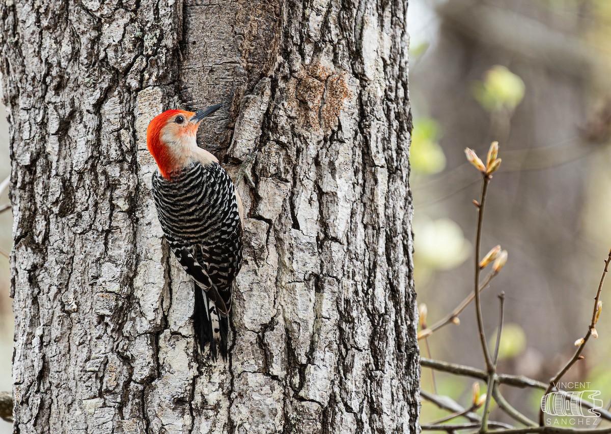 Red-bellied Woodpecker - ML616237185