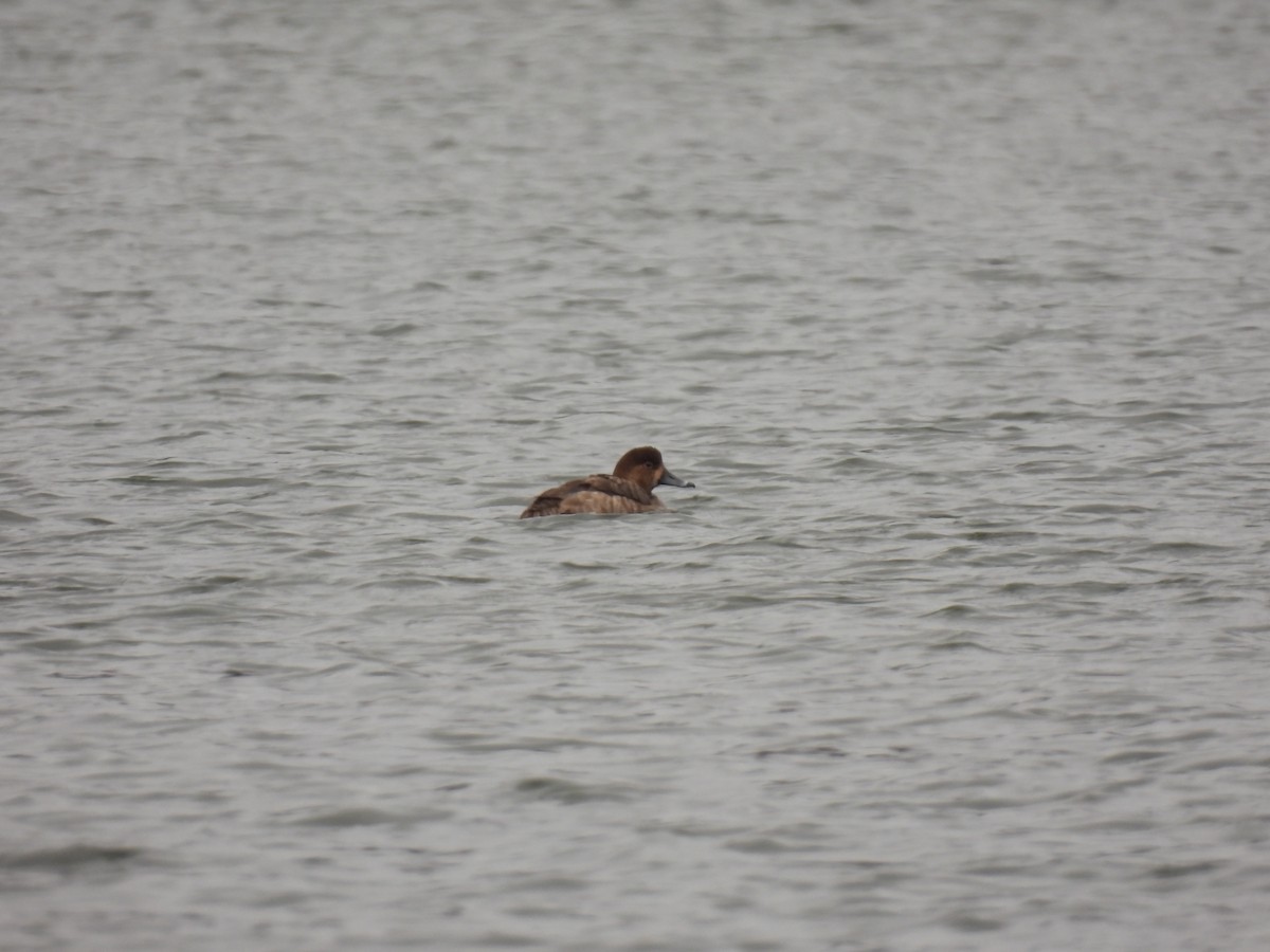 eBird Checklist - 18 Mar 2024 - Millbrook Town Park - 7 species