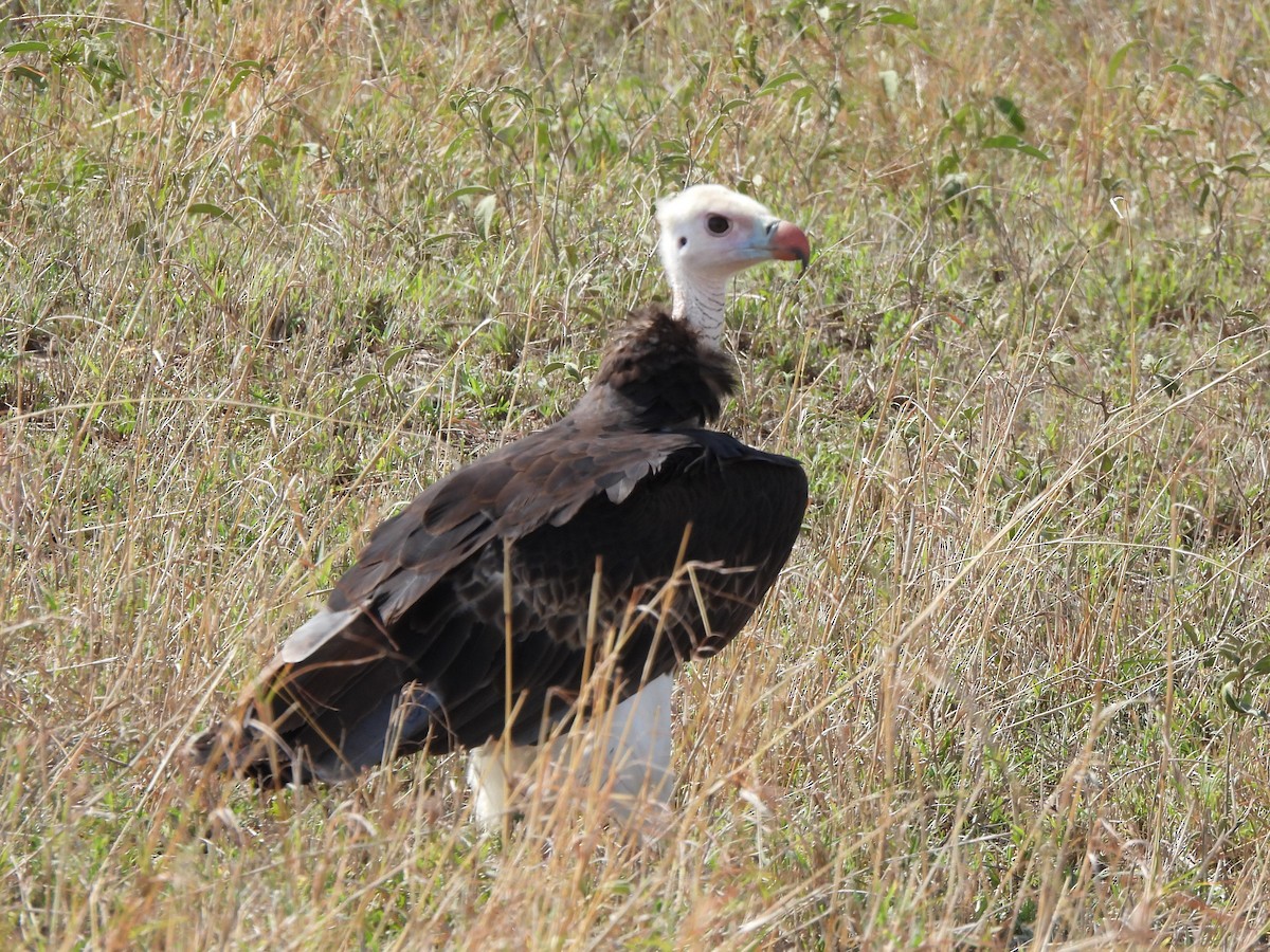 White-headed Vulture - ML616237444