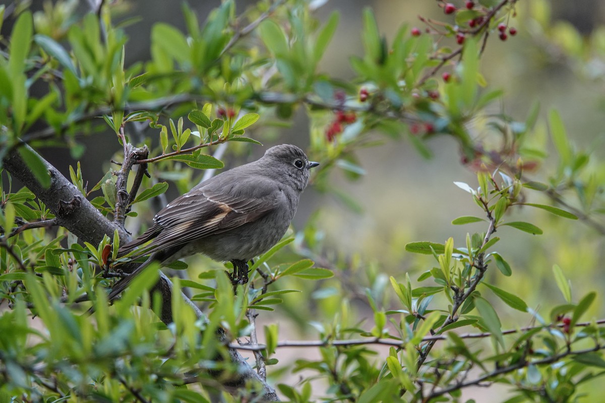 Townsend's Solitaire - ML616237657