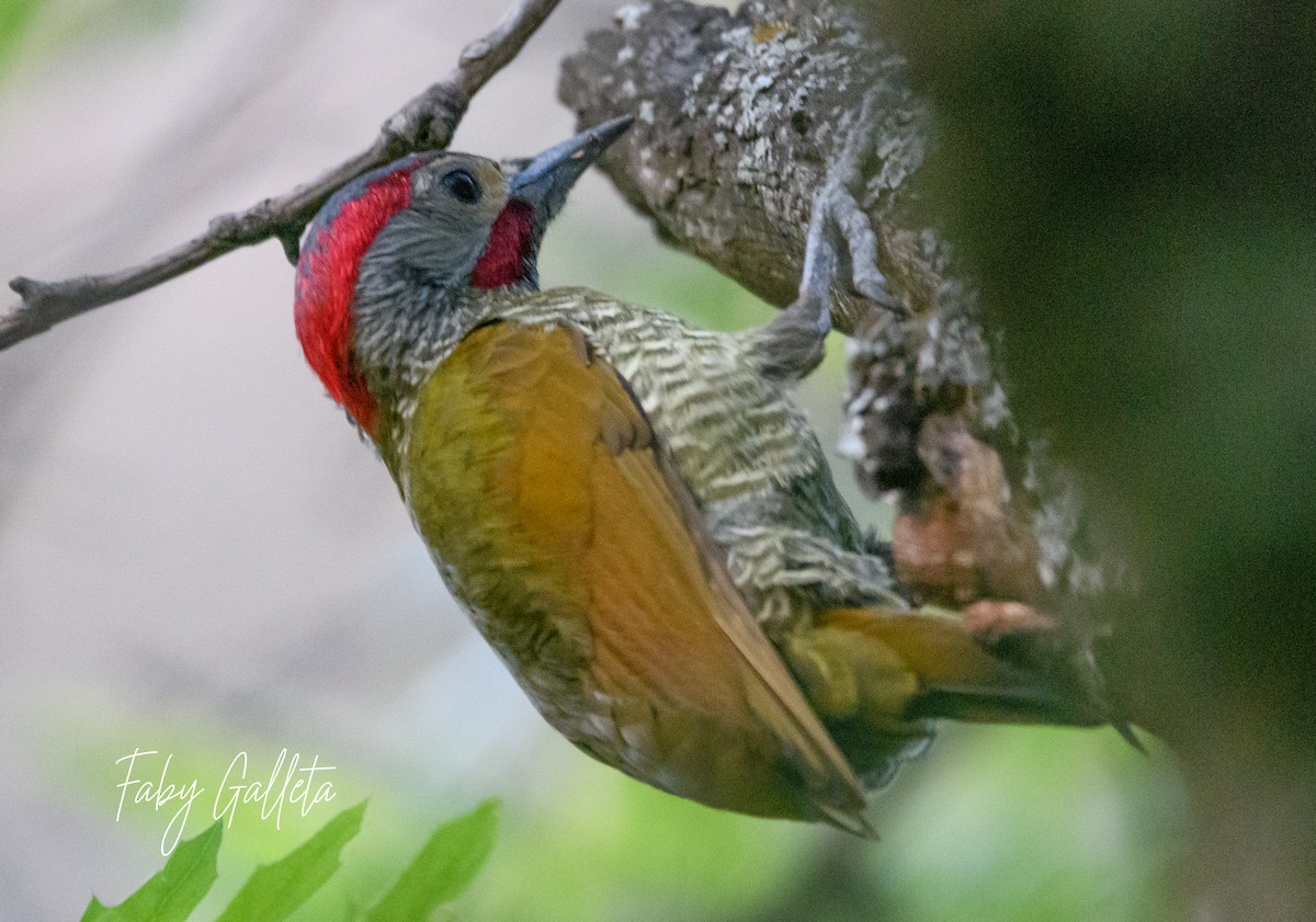 Golden-olive Woodpecker - ML616237659