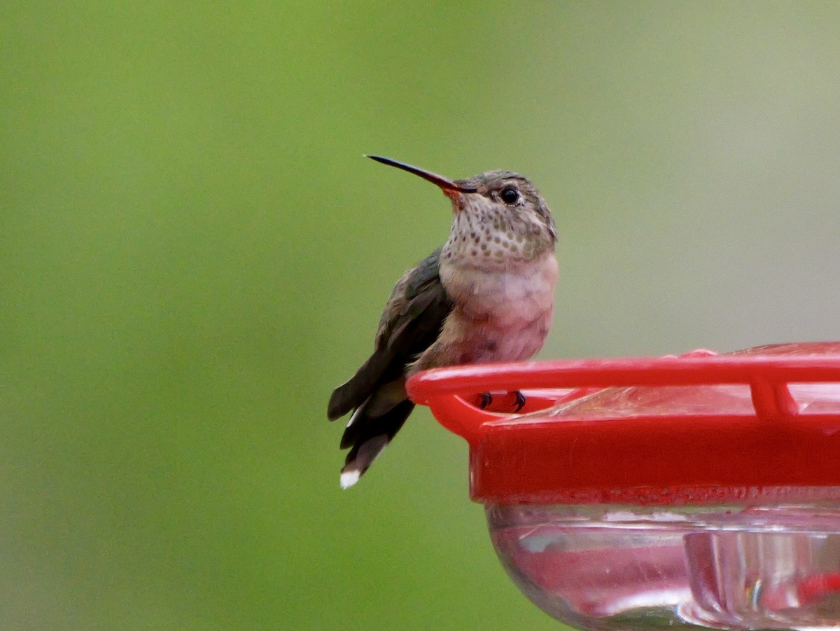 Broad-tailed Hummingbird - ML616237671