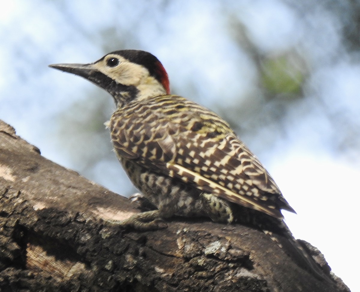Green-barred Woodpecker (Golden-breasted) - ML616237879