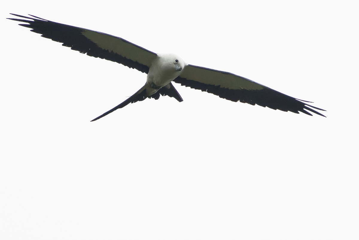 Swallow-tailed Kite - ML616238367