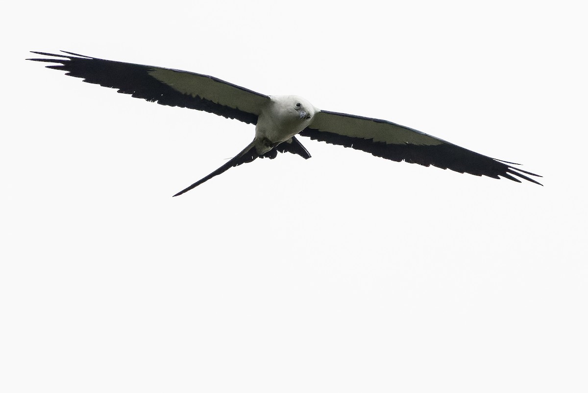 Swallow-tailed Kite - ML616238368
